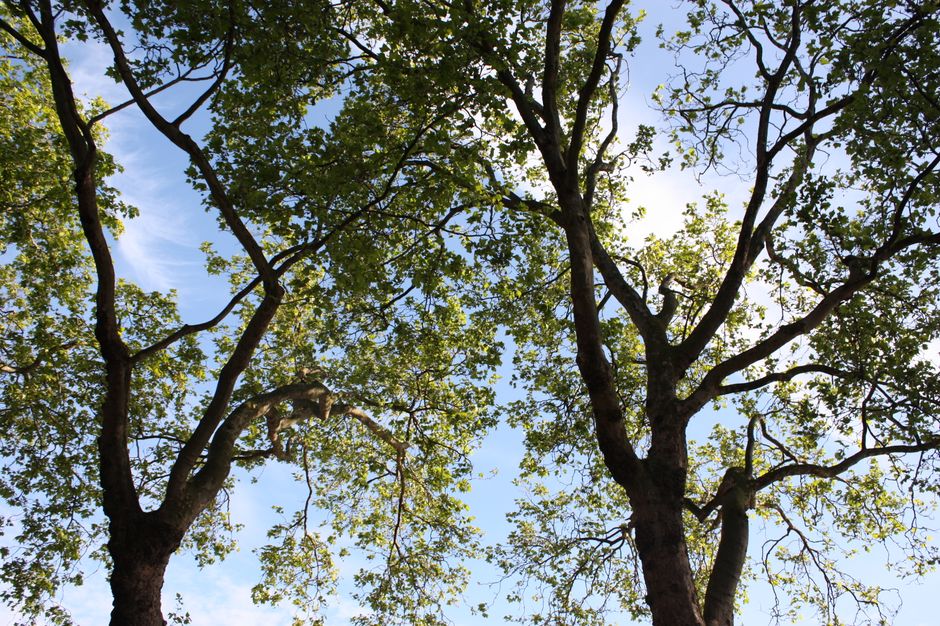 A large mature tree stands prominently on a well-maintained grassy area in a public park, with its robust trunk and textured bark clearly visible. Its expansive canopy of vibrant green leaves provides